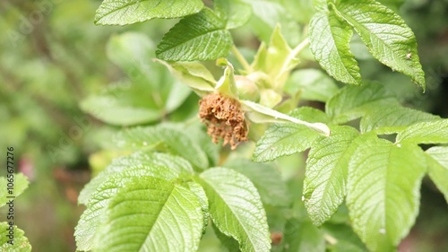 Dombeya punctata Cav english stately garden photo