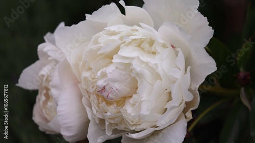 Peony Immaculee upclose flower  photo