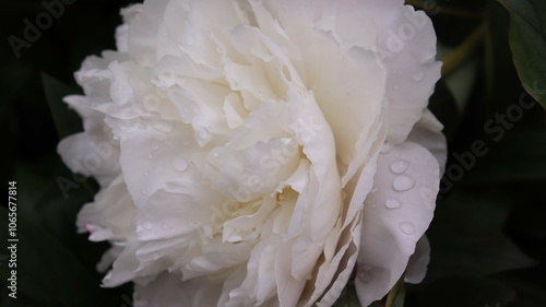 Peony Immaculee upclose flower  photo