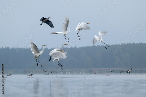 Czaple fruwające nad taflą wody