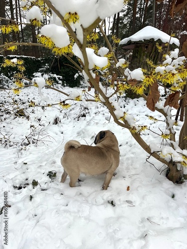 Pug in winter