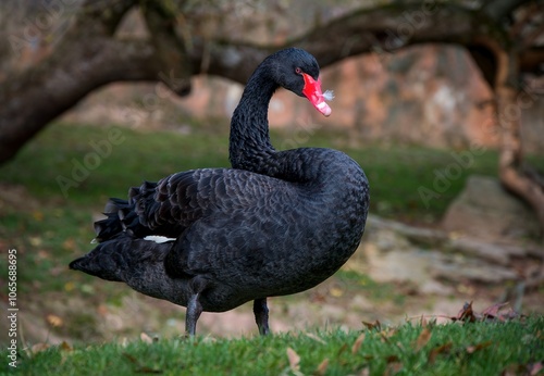 Fototapeta Naklejka Na Ścianę i Meble -  black swan in the park