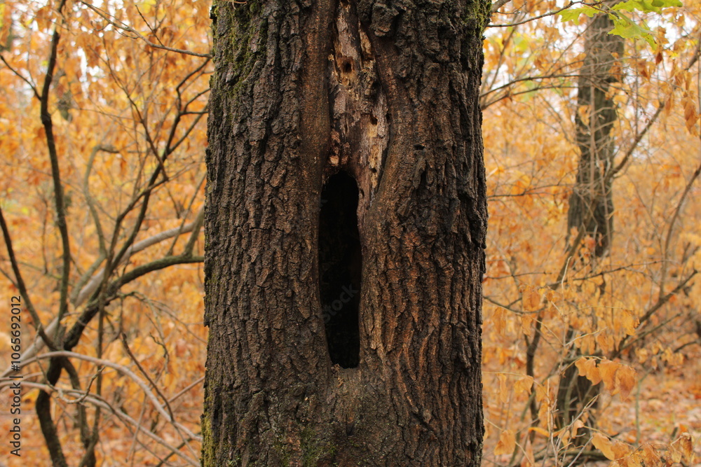A tree with a vertical hole in the trunk.
A tree with a vertical hole in the trunk.