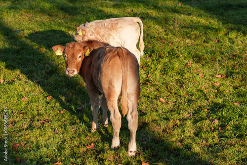 Herbstzeit in Bocholt photo