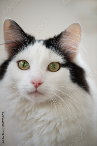 Porträt einer zweifarbigen Norwegischen Waldkatze photo