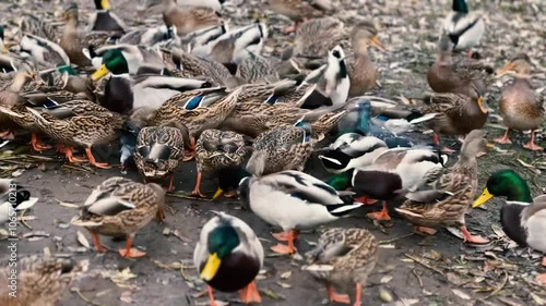 Ducks and birds eat grain off the ground on a fall afternoon