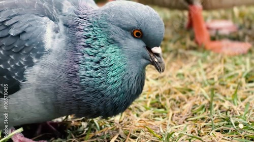 Very close-up of a bird eating grain from the ground, a pigeon eating grain