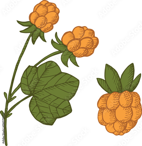 Vector engraved illustration of Cloudberry fruit plant. Hand drawn coloured northern berries on isolated background for design, logo, sign, print, card, template. Healthy food, medicine, liqueur