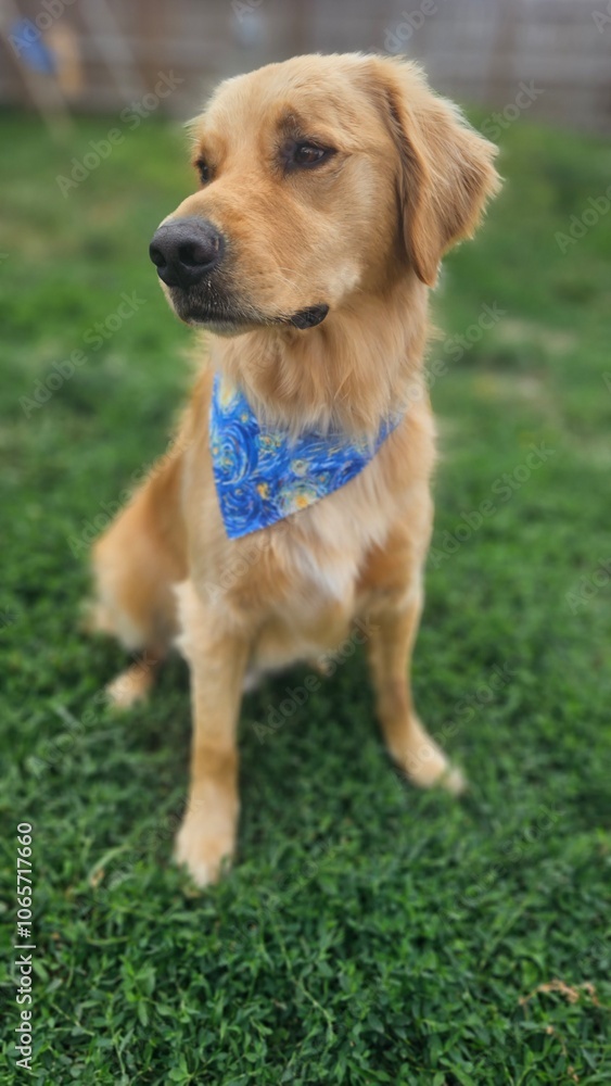 Obraz premium golden retriever puppy