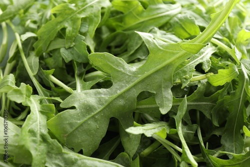 Many fresh arugula leaves with water drops as background, closeup