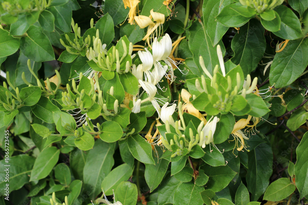 A honeysuckle (Lonicera) bush is blooming in the garden A honeysuckle (Lonicera) bush is blooming in the garden