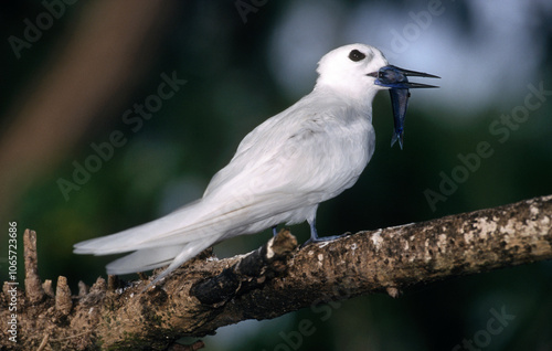 Gygis blanche, .Gygis alba, White Tern