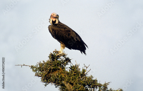 Vautour oricou,.Torgos tracheliotos,  Lappet faced Vulture photo