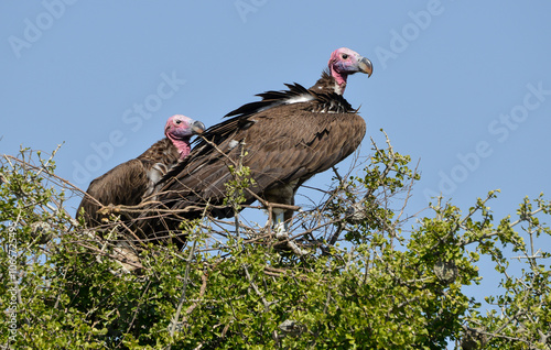 Vautour oricou,.Torgos tracheliotos,  Lappet faced Vulture photo