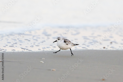 Three-toed Sandpiper, Calidris alba, winter plumage running free from the ground along the tide line to outrun the waves and forage on the wet sand for small animals left behind photo