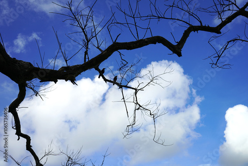 Tree branches, flora and nature at Kolkata Maidan where two birds are sitting photo