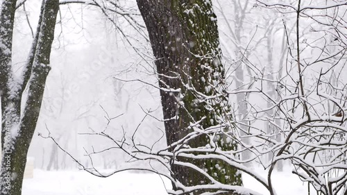 Snowstorm in the forest, winter landscape. Heavy snowfall in the city park. Winter landscape - a snow-covered park with beautiful trees, covered with hoarfrost