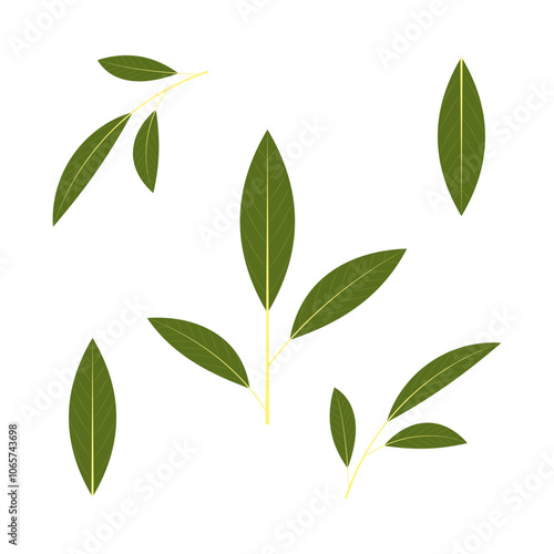 A sprigs of bay leaf. Part of my color flat set of 15 best herbs for cooking. Greenery on a white. Herbs for meat, fish, drinks and cocktails. Used dev, app, design, web, ui, advertising.Vector 10 EPS