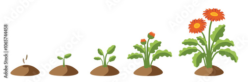 isolated vector graphic illustration of a stylized gerbera daisy growing up from seed, then blooming including a set of different stages of growth