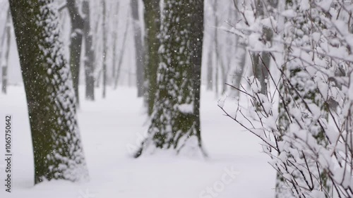 Snowstorm in the forest, winter landscape. Heavy snowfall in the city park. Winter landscape - a snow-covered park with beautiful trees, covered with hoarfrost