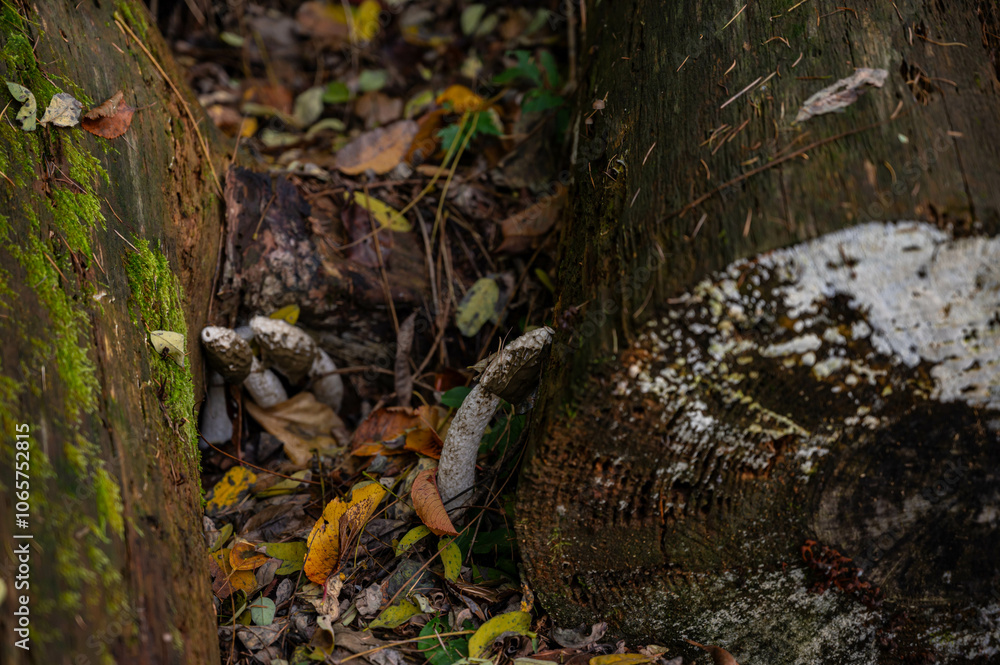 Obraz premium スッポンタケ