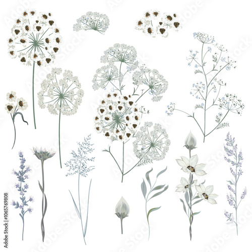 Blooming wild white herbs, flowers and plants, vintage style vector set 