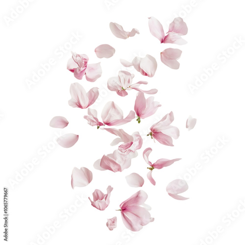 Beautiful Purple peach petal isolated on white background