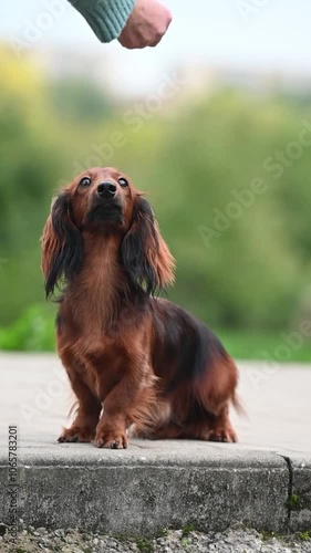 Red longhaired dachshund dog sitting in autumn park video, beautiful wiener dog without a leash outdoor on fresh air