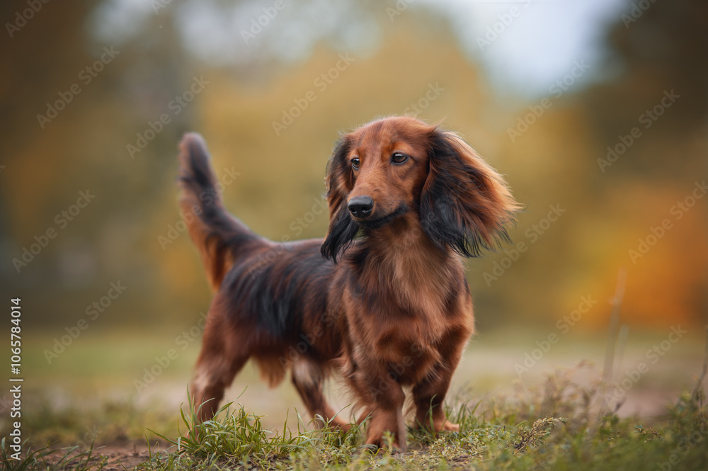 Obraz premium Cute red dachshund in the autumn park.