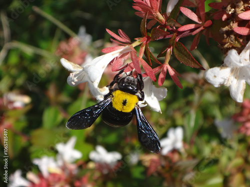 Pubescent carpenter bee (Xylocopa pubescens), female nectar robbing abelia flowers