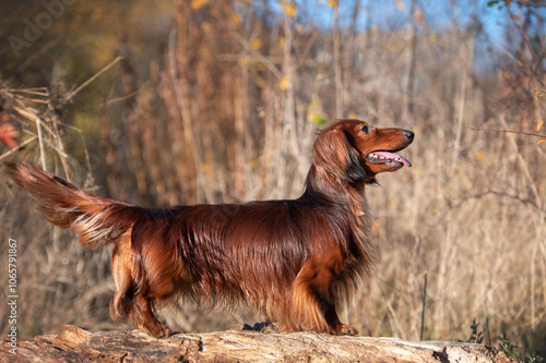 Portrait of dog breed long haired dachshund in autumn
