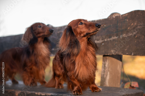 two red long haired dachshund dogs sitting together outdoors
 photo