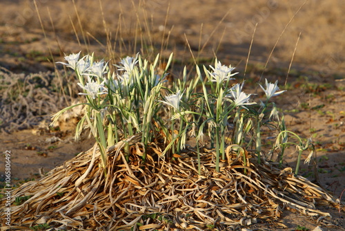 Bulbous plant Pancratium maritima on the sandy shore of the Mediterranean Sea photo