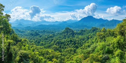 Lush Green Forest Landscape photo