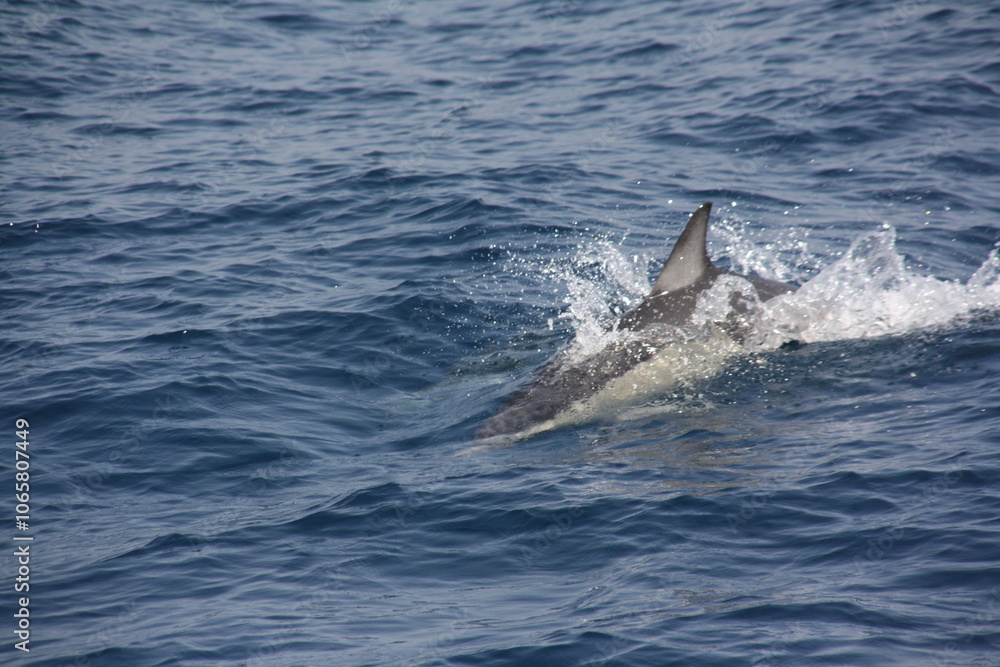 Fototapeta premium Delfines nadando en el océano atlántico