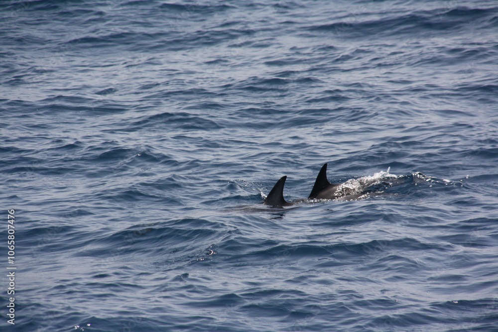 Fototapeta premium Delfines nadando en el océano atlántico