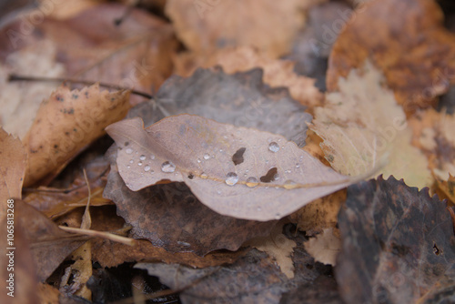 moth on leaf