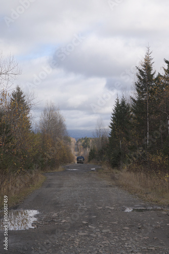 road in the forest