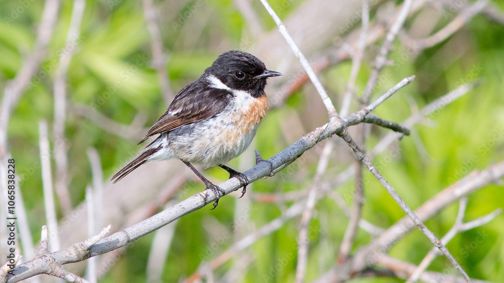 Obraz premium black backed shrike