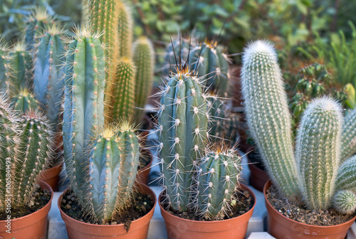 Piante grasse - Cactus photo