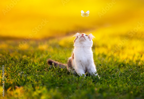 cute kitten sitting on green sunny lawn and watching butterfly flying