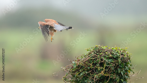 Falco tinnunculus - Common kestrel - Faucon crécerelle