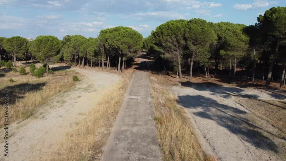Camera ascending over empty road showing pine forest Camera ascending over empty road showing pine forest