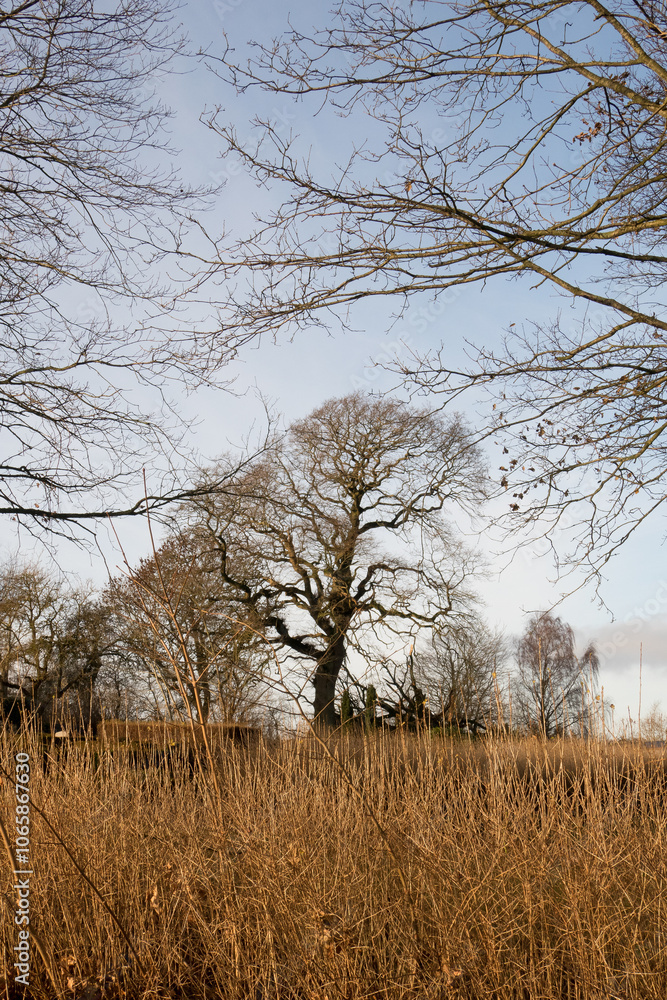 Grass, trees and nature with field outdoor for green lands, sustainable environment and Autumn wildlife. Plants, blue sky and land over growth with landscape view, calm morning and countryside travel Grass, trees and nature with field outdoor for green lands, sustainable environment and Autumn wildlife. Plants, blue sky and land over growth with landscape view, calm morning and countryside travel