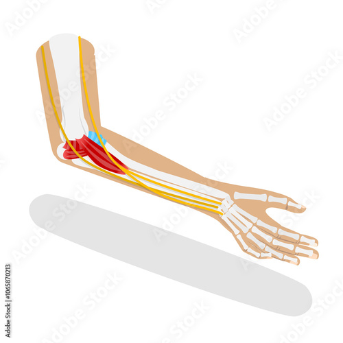 3D Isometric Flat  Illustration of Ulnar Collateral Ligament, UCL Structure photo