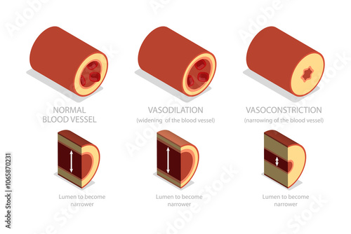 Fotografie 3D Isometric Flat  Illustration of Vasoconstriction And Vasodilation, Artery Constriction and Dilation on Blood Flow