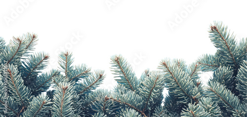 PNG A christmas tree branch bottom border background branches nature.