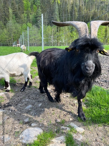 Close-up view of a black goat with large horns outdoors in Untertauern, Austria photo