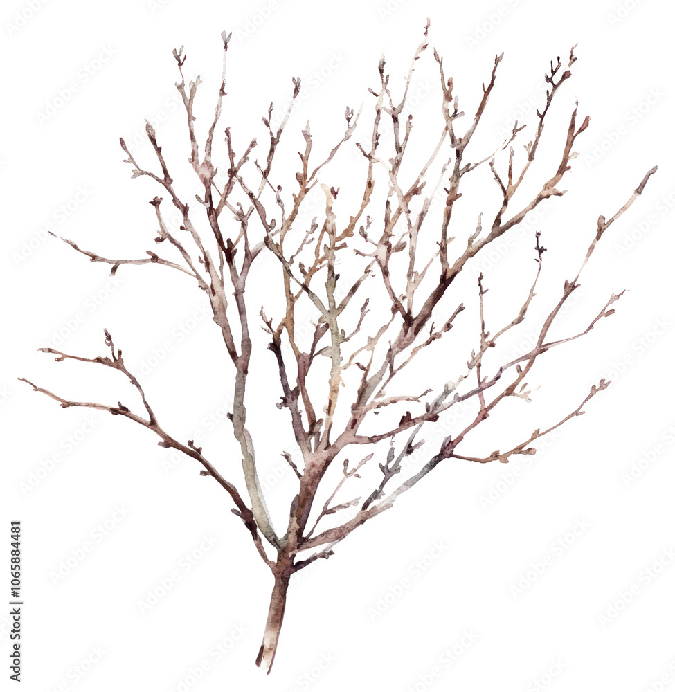 Fototapeta premium PNG Branchs art illustration watercolor.