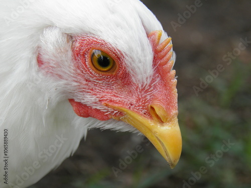 Tablou pe pânză Close up of a chicken
